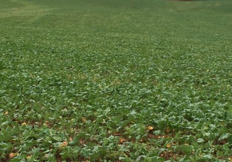 pouisse avec fertilisation localisée